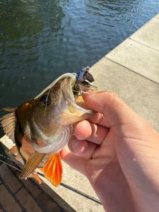 catch a perch