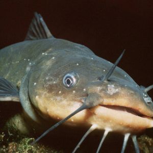 Profilbild