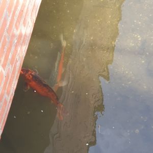 RheinErftAngler