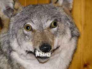 Profilbild