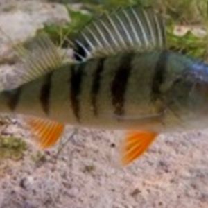 Albtraum