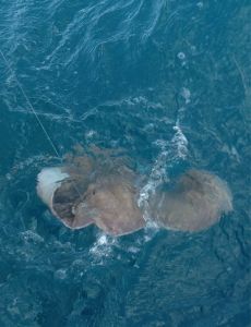 Sebastian Weidenbach