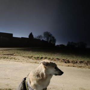 Profilbild