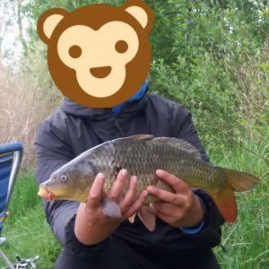 Jakobkrull