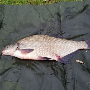 Neckar-Rhein -Fish-Huntress
