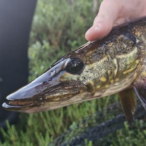 Mara-Räuberhöhle 2.0