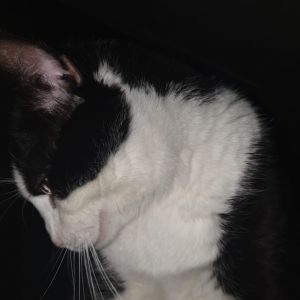 Profilbild