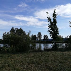 Orcel
