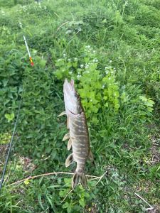 fickteuchkontroletisbinschwarzangler