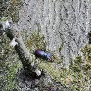 TOMASZEK