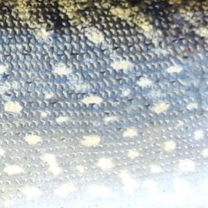 Tenchfishing