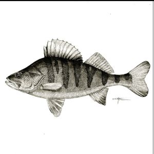 erbse53