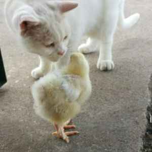 Profilbild
