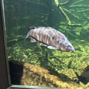 Carp_philip