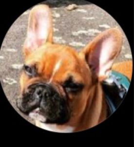 Profilbild