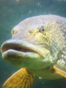 Noah der angler