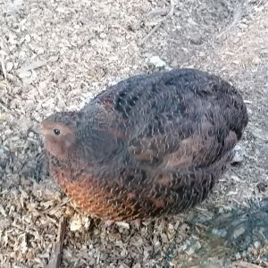 Profilbild