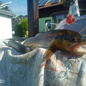 Jean-Pierre Güttler