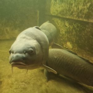 Blechschwein
