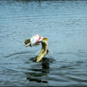 WhatisFish
