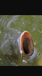 KarpfenFreak