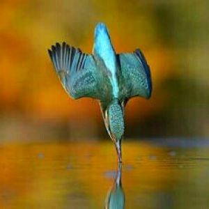 Eisvogel