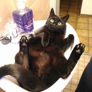 Profilbild