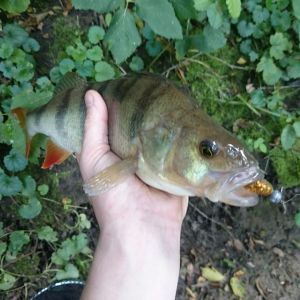 fisherman's friend