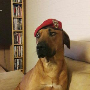 Profilbild
