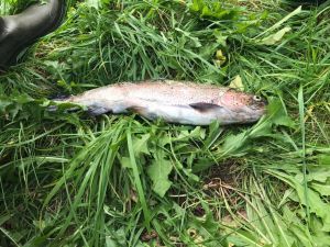flyfishingking