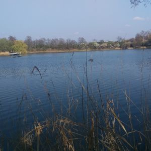 Neuer Teich (Braunschweig) ALLE ANGELN