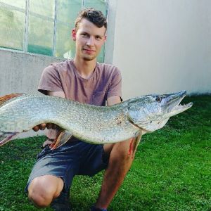 Dominikd