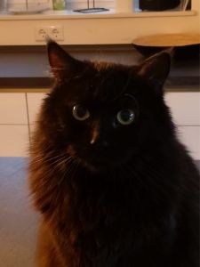 Profilbild