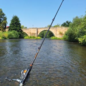 Angler_Spiders