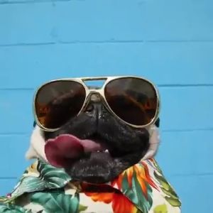 Profilbild