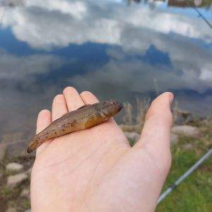 Profilbild