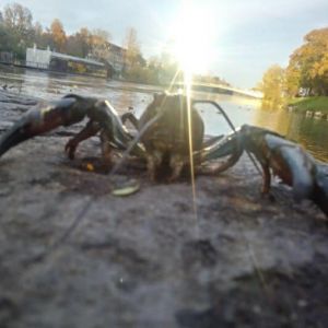 Profilbild