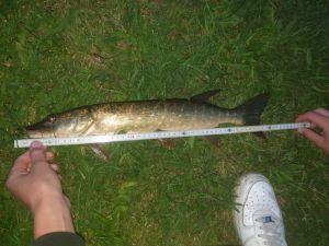 skillangler