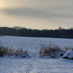 Finn_Raude