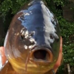 Profilbild