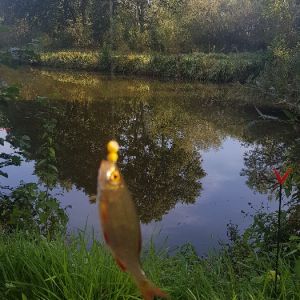 Profilbild