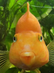 Profilbild