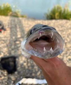 päschi_fishing