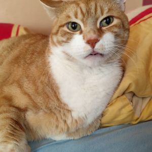 Profilbild