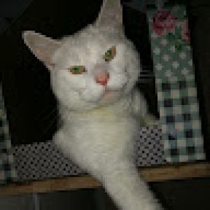 Profilbild