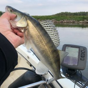 Raubfisch_Gelderland