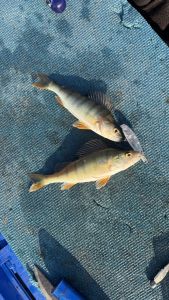 Heiner Schaufelberger