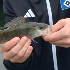 Profilbild