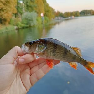 Kalle19