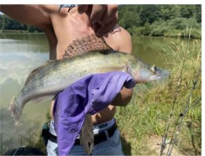 Aladdin von Matterhorn